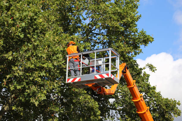 Best Large Tree Removal  in Northview, MI